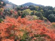 autumn maple leaves 