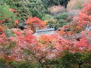 temple in a sea of trees