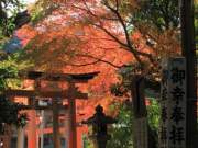 torii and trees