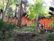 torii winding through the forest