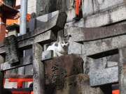 shinto shrine cat