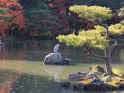 heron by the golden temple