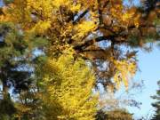 yellow autumn leaves in the imperial palace gardens