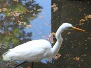 great white heron