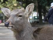 sika deer (messengers of the gods apparently)