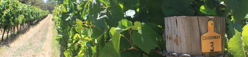 Chardonnay vines