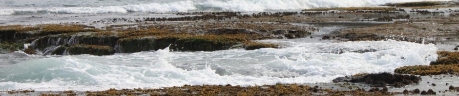 Long Reef rock shelf